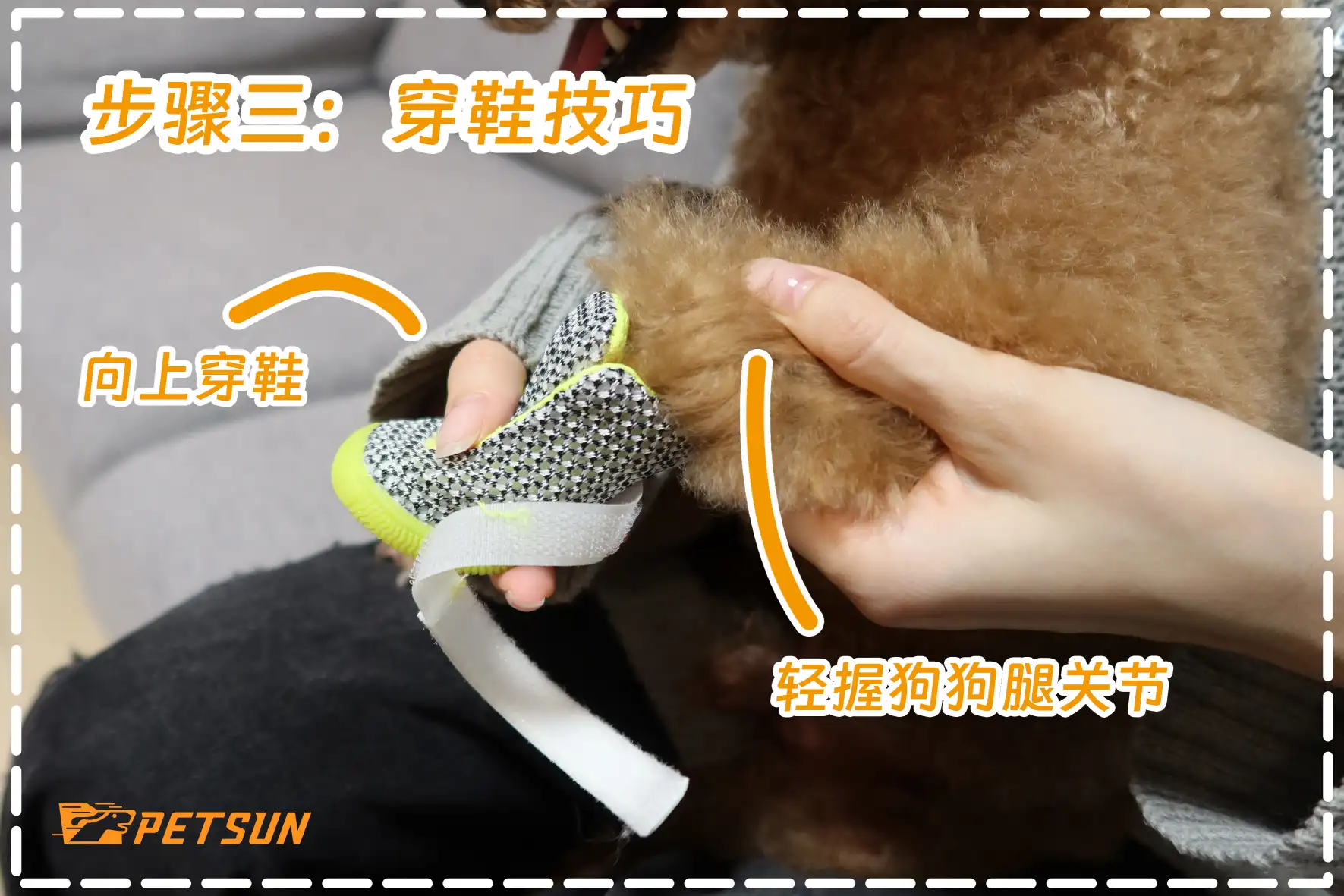 How to Put on Dog Shoes